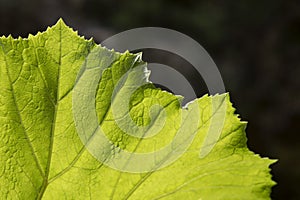 Vibrant green macro leaf structure. Organic pattern background, close-up of giant leaf with visible texture. Cells and veins on