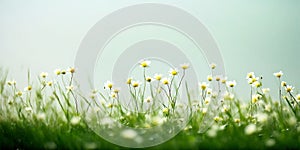 Spring Meadows: A Flourishing Field of Daisies photo