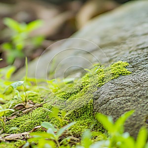 Vibrant Green Moss, A Carpet Of Life, Texture On The Surface Of A Rock In The Lush Forest