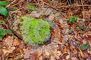 Vibrant green moss growing on a log in undergrowth.