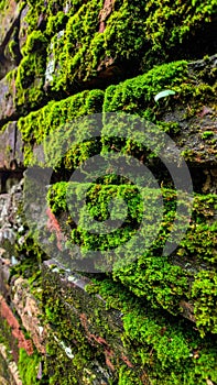 Vibrant Green Moss Growing on an Old Red Brick Wall Creating a Natural Texture