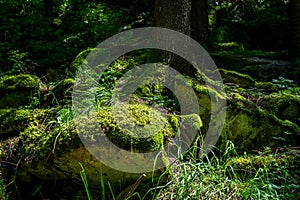 Vibrant green moss on stones and pine wood roots in harsh sunlight