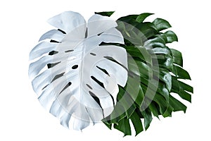 Vibrant Green Mostera Plant Leaves Against A White Background,