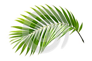 Vibrant Green Palm Leaf Isolated on White Background photo