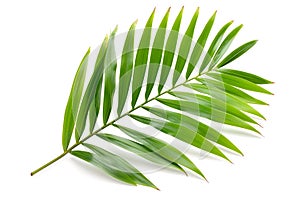 Vibrant Green Palm Leaf Isolated on White Background photo