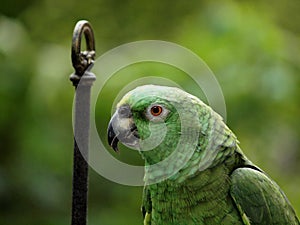 Vibrant Green Parrot in Natural Habitat
