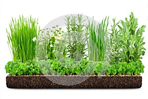 Herb Garden Medley