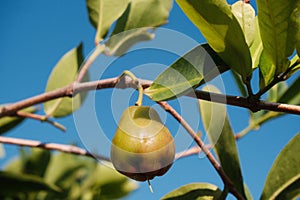 Vibrant, green pear in its natural environment, hanging off a tree branch