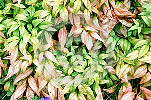 Vibrant Green and Pink Foliage Background - Natural Leaf Texture in Garden Setting photo