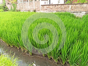 Vibrant Green rice field in the countryside