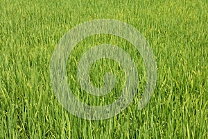 Vibrant Green Rice Paddy Field Central Vietnam.