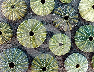 Vibrant green sea urchins on wet sand beach