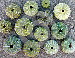 Vibrant green sea urchins on wet sand beach