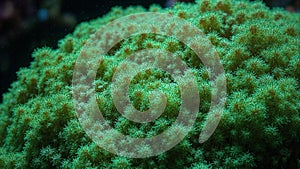 Vibrant green star coral with tiny polyps basking in filtered light