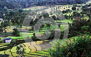 Vibrant green terrace step farmland in remote Himalaya