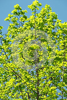 Vibrant Green Tree Leaves Against a Clear Blue Sky