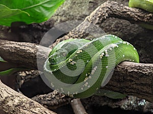 Vibrant Green Tree Python Coiled on Branch