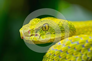 Vibrant Green Tree Python in Natural Habitat. Generative AI