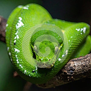 Coiled Green Tree Python Stares Intently from a Branch