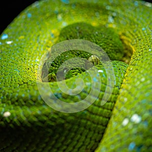 Coiled Green Tree Python Resting Peacefully