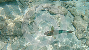 Vibrant Guacamaya fish swimming in a tranquil ocean