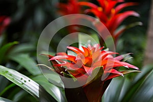 Vibrant Guzmania lingulata flower on a natural blurred background