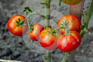 Vibrant Harvest: Ripe Red Tomatoes Thriving in the Summer Home Garden, Close-Up and Ready for Harvest