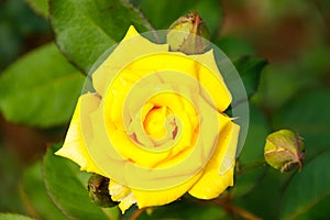 Vibrant Henry Fonda rose blooming in a green garden setting. photo