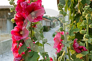 Vibrant Hollyhock flowers