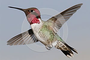 Vibrant hummingbirds flying with precision, targeting colorful flower nectar sources