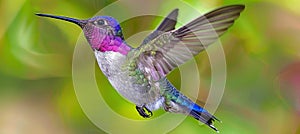 Vibrant hummingbirds gracefully in flight enjoying nectar from colorful blossoms