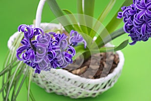Vibrant Hyacinth Bloom in Woven Basket