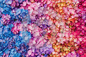 Vibrant Hydrangea Blossoms in Gradient Colors