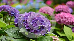 Vibrant hydrangea flowers in full bloom, lush purple and pink hues. Nature's beauty showcased in a blossoming garden