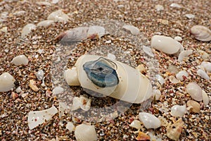 Vibrant image of a collection of seashells with a blue jellyfish