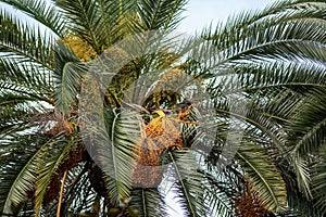 Vibrant image featuring a cluster of palm trees with lush green foliage and bright yellow berries