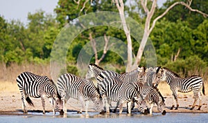 Vibrant image of a line of zebras drinking from a waterhole with a natural bush background in Hwange National Park photo