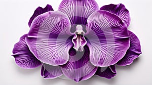 Vibrant Image of Stunning Purple Orchid Flower Against Pure White Background. Generative Ai