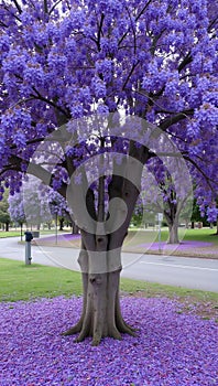Vibrant jacaranda tree in bloom with lavender flowers and fallen petals