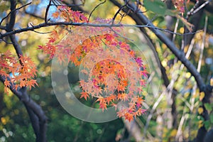 Vibrant Japanese Autumn Maple leaves