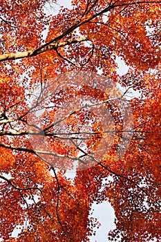 Vibrant Japanese Autumn Maple leaves Landscape with blurred background