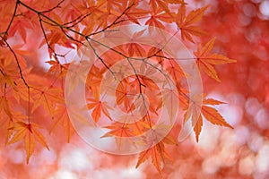 Vibrant Japanese Autumn Maple leaves Landscape with blurred background