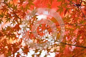 Vibrant Japanese Autumn Maple leaves Landscape with blurred background