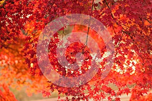 Vibrant Japanese Autumn Maple leaves Landscape with blurred background