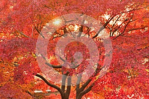 Vibrant Japanese Autumn Maple leaves Landscape with blurred background