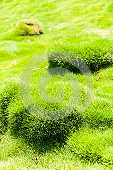 Vibrant and juicy clumps and bumbs of Korean velvet grass Zoysia tenuifolia or zoysiagrass photo