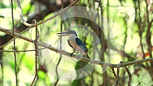 Vibrant kingfisher perched on slender branch