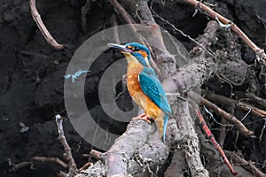 Vibrant kingfisher perched on a tree branch gazes ahead