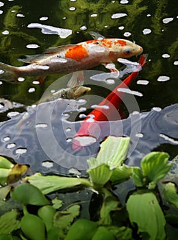 Vibrant Koi Fish in a Garden Pond