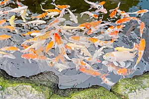 Vibrant koi fish pond features dozens of colorful koi swimming in clear water